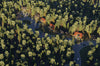 Aerial view of a forest with container houses hidden among the trees